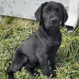 Labrador Retrievers from Snowbrook Labs