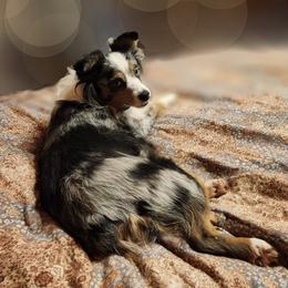 Cassie - Miniature Australian Shepherd