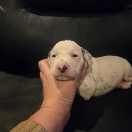 Hera (lite blue) - White and black female Dalmatian puppy in Palmer, Massachusetts from Delaney's Dalmatians 2