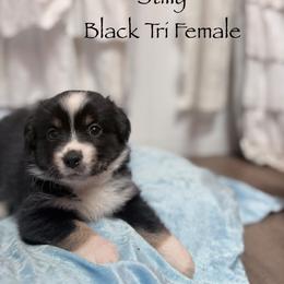 Stilly - Black tri female Miniature American Shepherd puppy in Olympia, Washington from Shamayim Shepherds