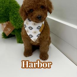 Harbor - Red male Cavapoo puppy in Buford, Georgia from Petite Posh Puppies