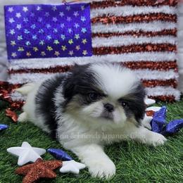 Edward - Black tan and white male Japanese Chin puppy in Johnson City, Tennessee from Erin & Friends Japanese Chin