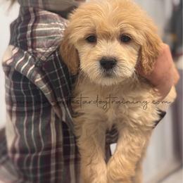 Clyde - Cream male Goldendoodle puppy in Lancaster, Minnesota from North Star Dog Training