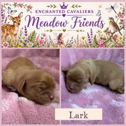 Lark - Ruby female Cavalier King Charles Spaniel puppy in Auburn, Washington from Enchanted Cavaliers
