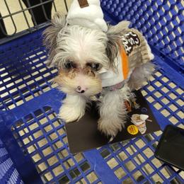 Yorkshire Terrier Puppies from Glitter And Glitz Yorkies