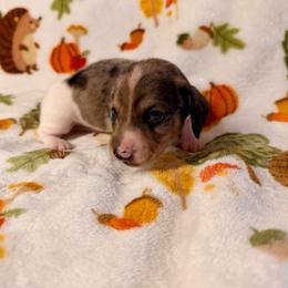 Sunshine - Dapple female Dachshund puppy in Nampa, Idaho from 208 Wiener Wiggle Butts LLC