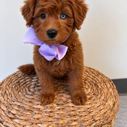 Maizie - Red  female Goldendoodle puppy in Norcross, Georgia from Teddy Puppies