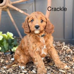 Crackle - Red female Cavapoo puppy in Oxford, Pennsylvania from FriendlyPals