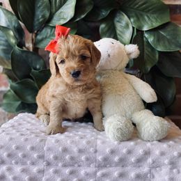 Goldendoodle Puppies from Davidson Poodle & Doodle Farm