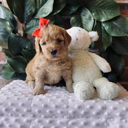 Goldendoodle Puppies from Davidson Poodle & Doodle Farm