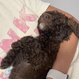 Bernedoodle Puppies from Krissy's Bernedoodles