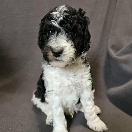Green - Andes - Phantom male Poodle puppy in Spanish Fork, Utah from Mountain Vista Pups LLC