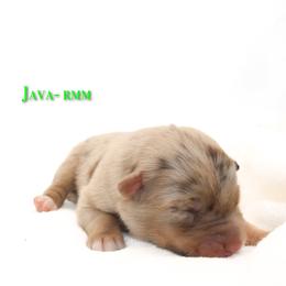 Java - Red merle male Australian Shepherd puppy in Coldwater, Michigan from Northern Star Australian Shepherds
