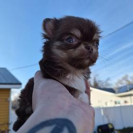 Flik - Chocolate and tan male Chihuahua puppy in Silver Summit, Utah from Snow Peak Kennel