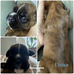 Eloise - Brindle female Boxer puppy in Medical Lake, Washington from Box and Bully Estates: Boxers and Old English Bulldogs