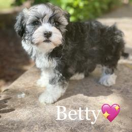 Havanese Puppies from Havan Sent Havanese