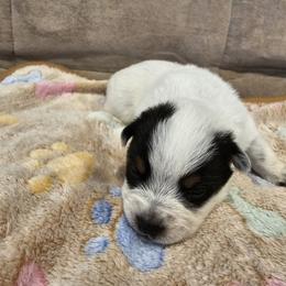AKC CHAMPION BLOODLINE AUSTRALIAN CATTLE DOG PUPPY - GIRL 6 - Blue female Australian Cattle Dog puppy in Cassatt, South Carolina from B & E Farms