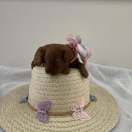 Poodle Puppies from Pups and Paws Toy Poodles