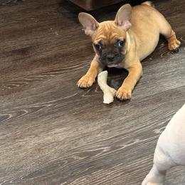 Girl 1 - Fawn and white French Bulldog puppy in Cabool, Missouri from Jessica's French Bulldogs and Dachshunds
