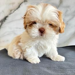 Latte - Cream and white male Shih Tzu puppy in Hermiston, Oregon from Butterfly Shih Tzu Pups