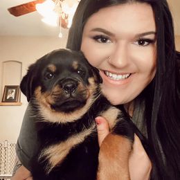 Rottweiler Puppies from Alpha Co. Rottweilers