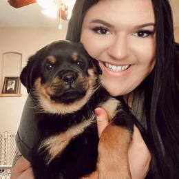 Rottweiler Puppies from Alpha Co. Rottweilers