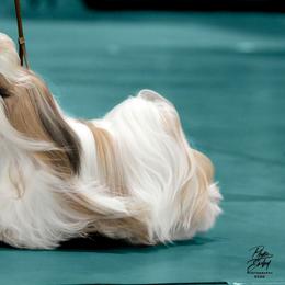 Shih Tzus from Maldiz shih tzu