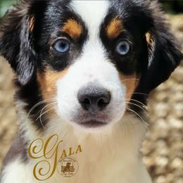 Gala - Price 2250 - Black tri female Miniature Australian Shepherd puppy in Ennis, Texas from God’s Little Aussies