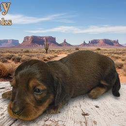 Amy - Red female Dachshund puppy in Humble, Texas from Foley Dachshunds