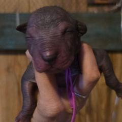 Girl 4 - Black female Xoloitzcuintli puppy in Ethridge, Tennessee from Royalty Reigns Xolos