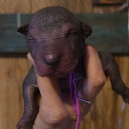 Girl 4 - Black female Xoloitzcuintli puppy in Ethridge, Tennessee from Royalty Reigns Xolos