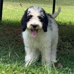 Sully - Black and white male Bernedoodle puppy in Williamston, South Carolina from Sassy Bob’s Dogs