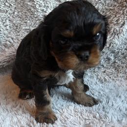 Flint - Black and tan male Cavalier King Charles Spaniel puppy in Auburn, Washington from Enchanted Cavaliers