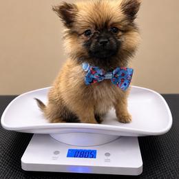 Male - Cream sable male Pomeranian puppy in Munford, Alabama from The Pom Patch