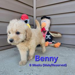 Macbeth - Cream male Labradoodle puppy in Genoa City, Wisconsin from Sakura Pups