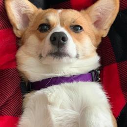 Pembroke Welsh Corgis from Trestle Creek Corgis