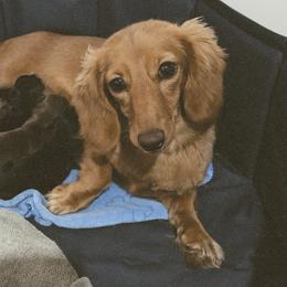Nova - Dachshund