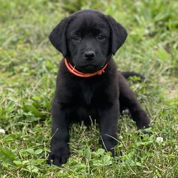 Orange Collar - Labrador Retriever puppy in Mansfield, Missouri from Labradors of Moxley Meadow