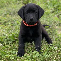 Orange Collar - Labrador Retriever puppy in Mansfield, Missouri from Labradors of Moxley Meadow