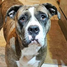 Lovely - Alapaha Blue Blood Bulldog