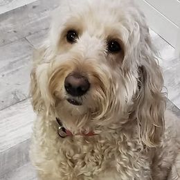 Willow - Goldendoodle