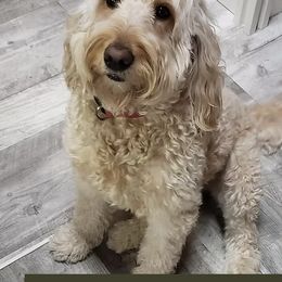 Willow - Goldendoodle