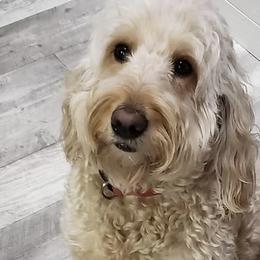 Willow - Goldendoodle