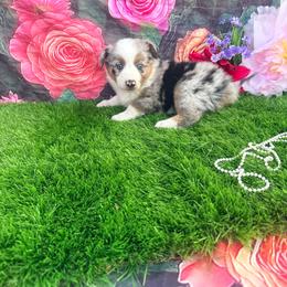 Trigger - Blue merle male Miniature Australian Shepherd puppy in Chelsea, Oklahoma from Elite Puppies of Oklahoma, LLC