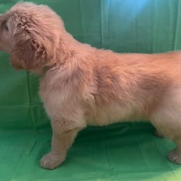 Golden Retriever Puppies from Chevaline Goldens