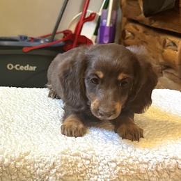 Gustav - Chocolate and tan male Dachshund puppy in Stilwell, Oklahoma from Mountain Top Dachshunds