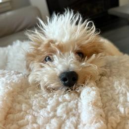 Lilly - Poodle