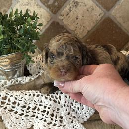 Hazel - Merle female Bernedoodle puppy in Bells, North Carolina from Neighborhood Poodles & Doodles