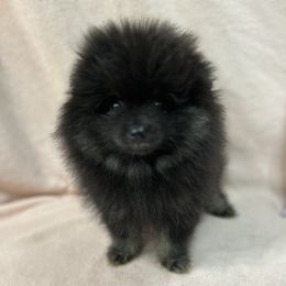 Smokey - Black male Pomeranian puppy in Silver Springs, Florida from Gigi’s Pocket Poms