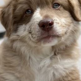 Australian Shepherd and Miniature American Shepherd Puppies from Hemlock Brook Farm and Kennels